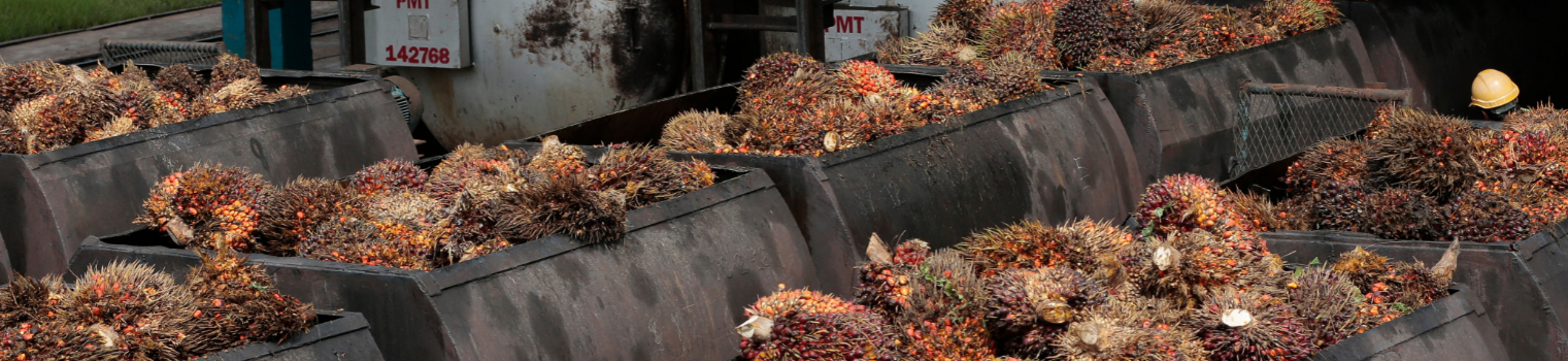 Palm Oil Milling Hero